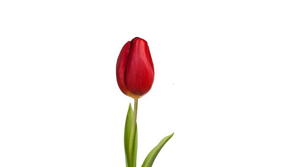 tulip-red-flower-single