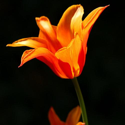 tulip-star-shape-orange-flower