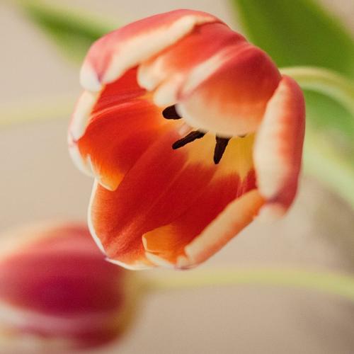 tulip-tepalled-orange-flowers