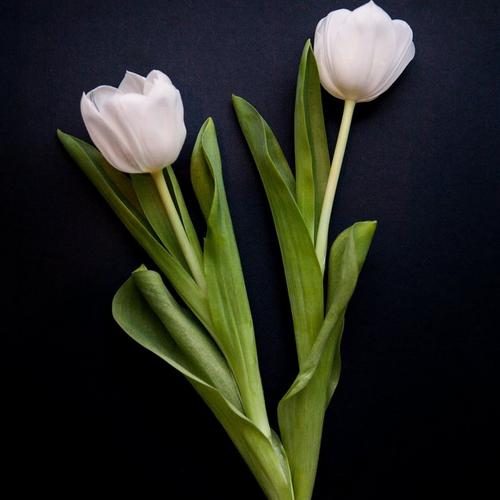 tulip-white-flowers