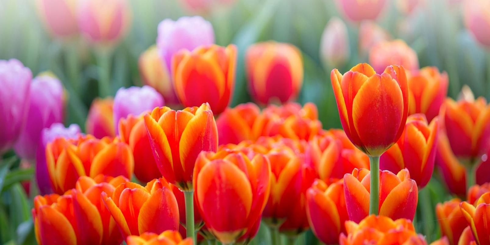 tulips-orange-fields