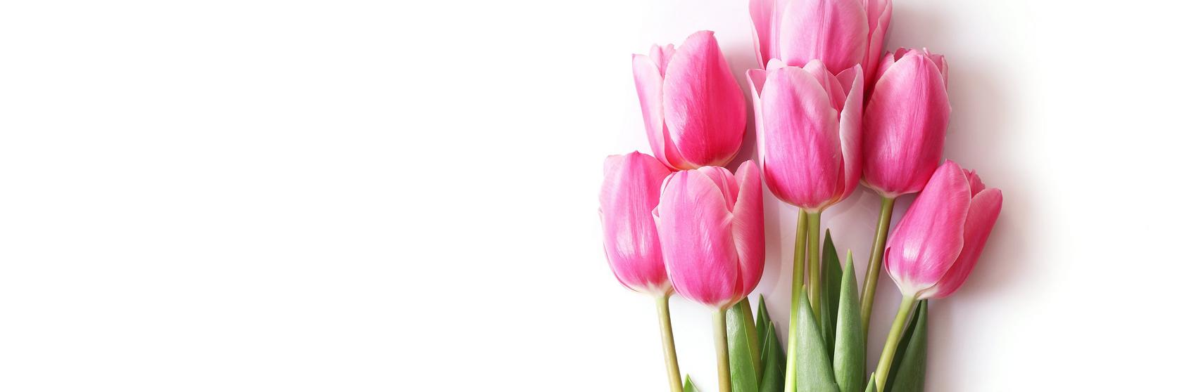tulips-pink-flowers