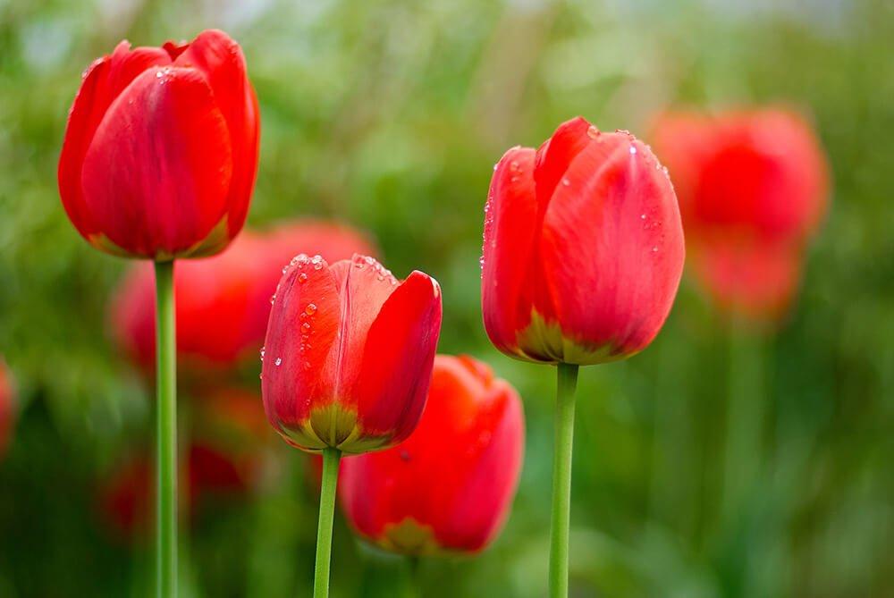 tulips-red-flowers