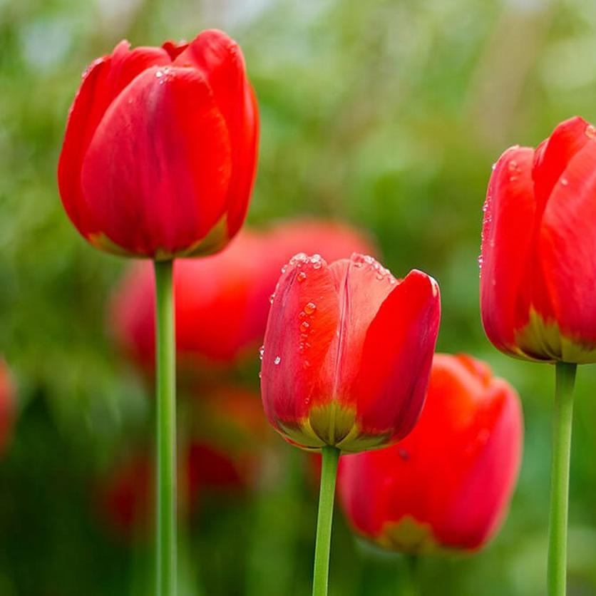 tulips-red-flowers