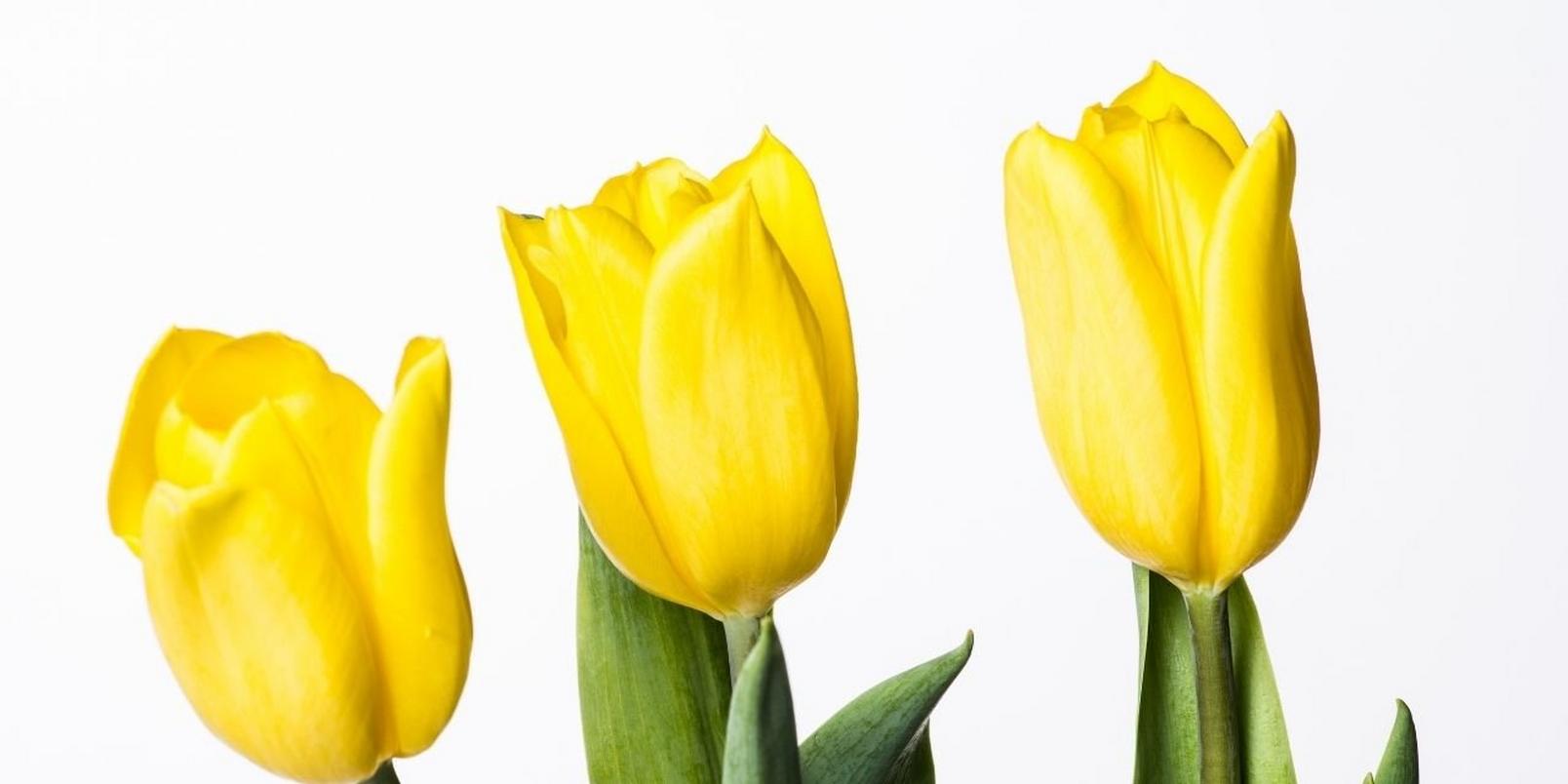 tulips-yellow-flowers-white-background