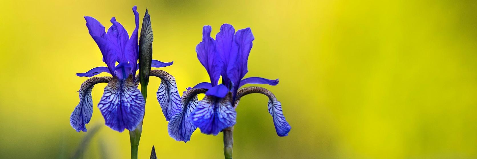 two-iris-in-field