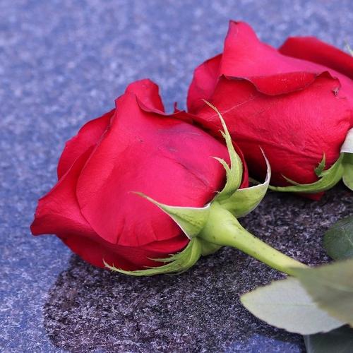 two-red-roses-4210620_1920