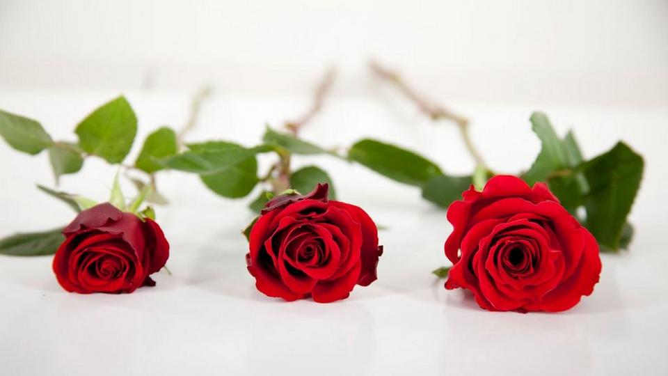 val-rose-quality-new-template
