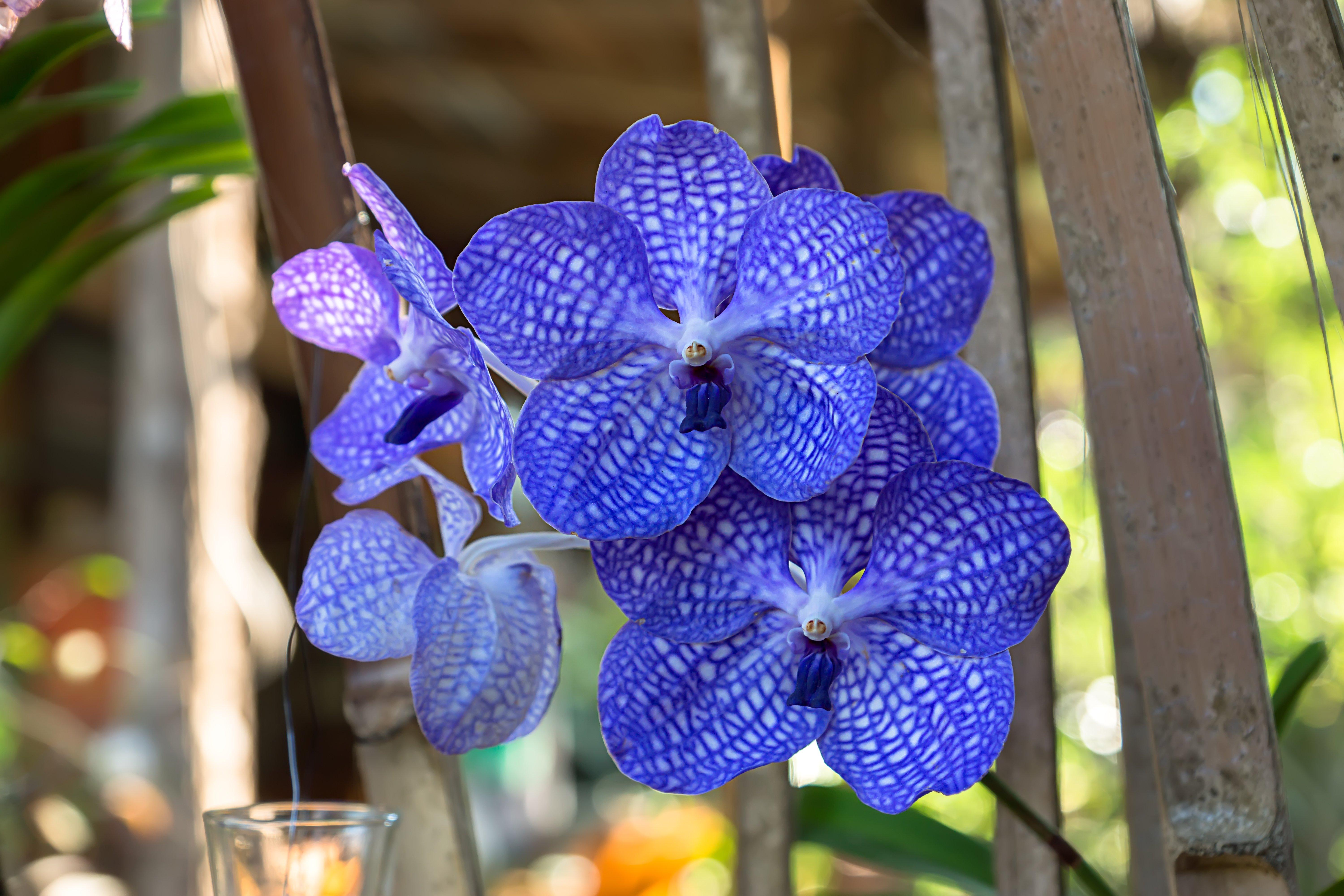 vanda-orchid-blue-flower