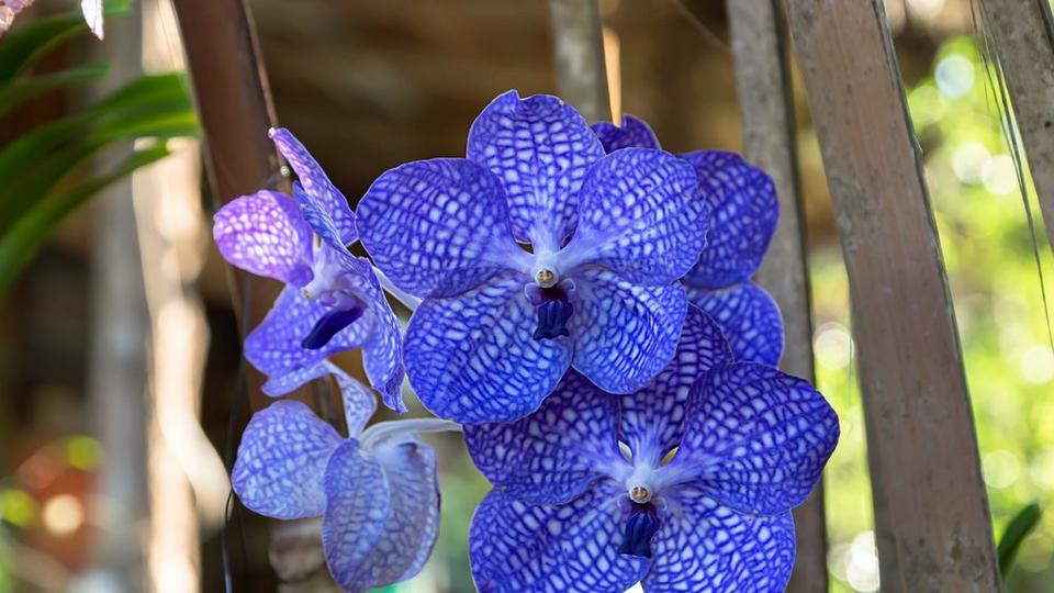 vanda-orchid-blue-flower