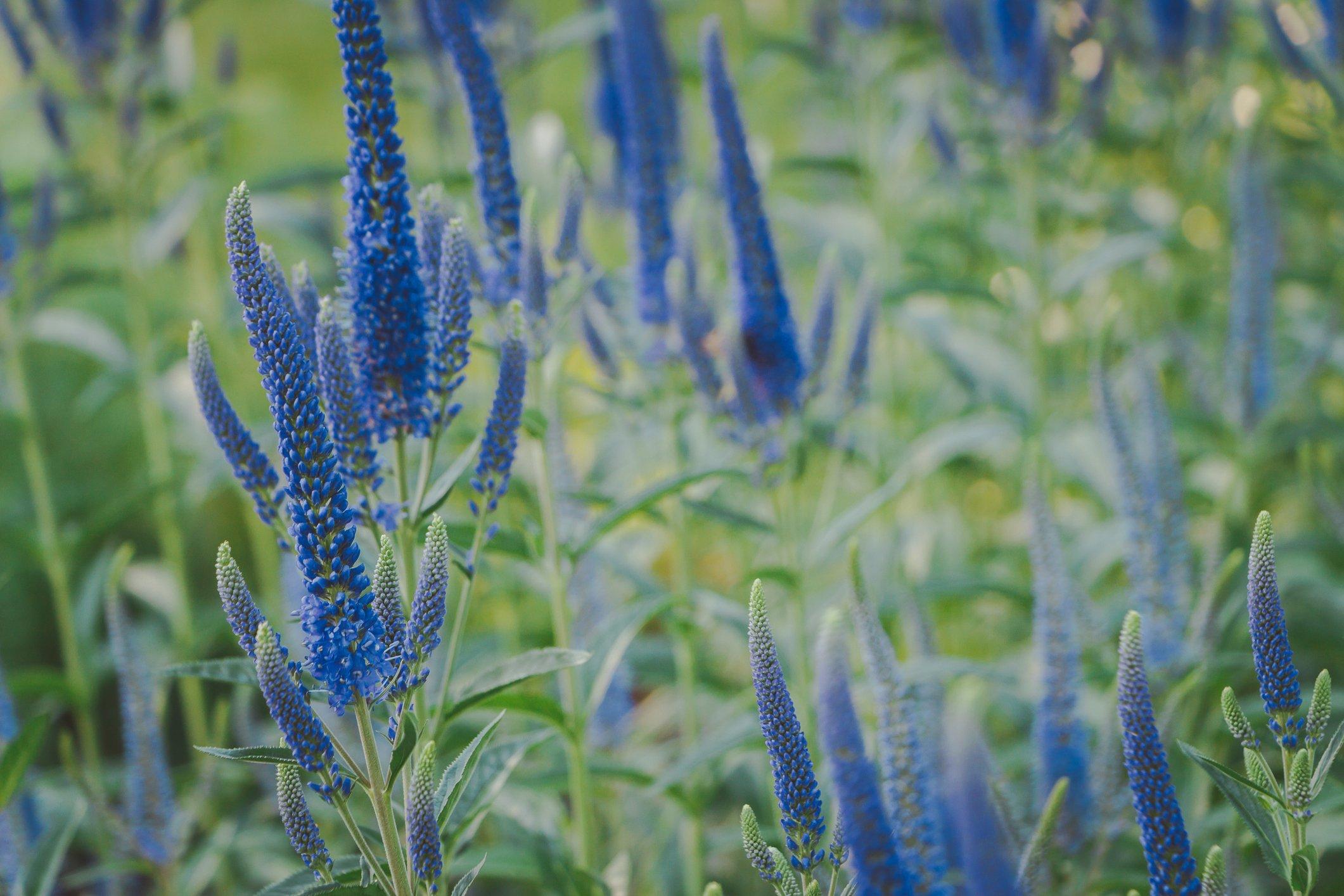 veronica-blue-flowers