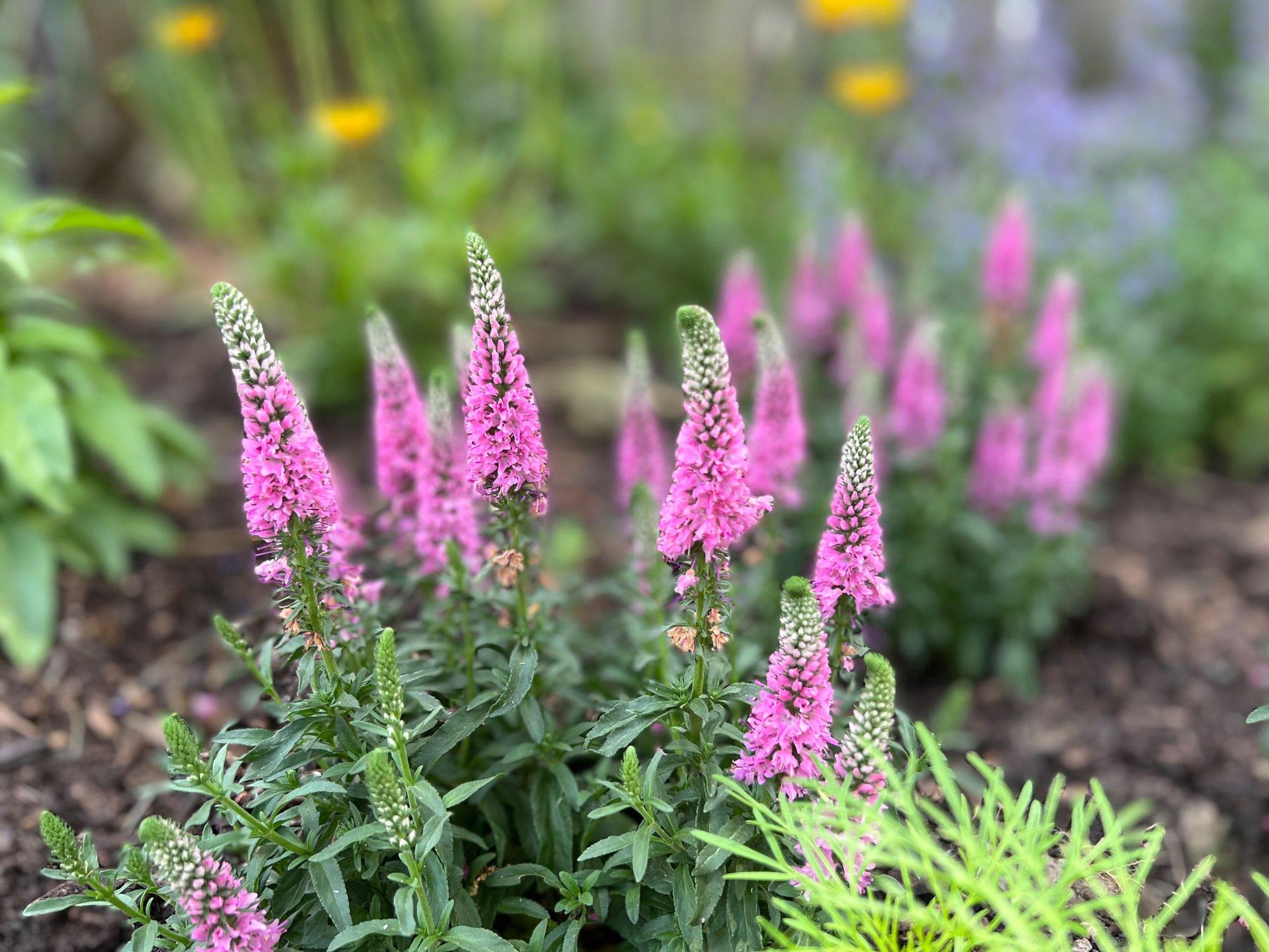 veronica-pink-flowers