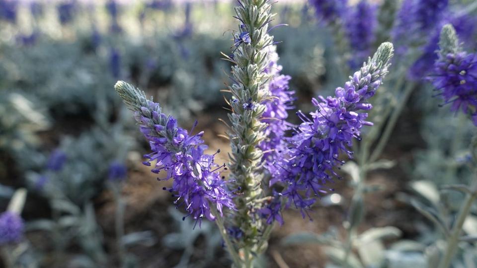 veronica-purple-flowers
