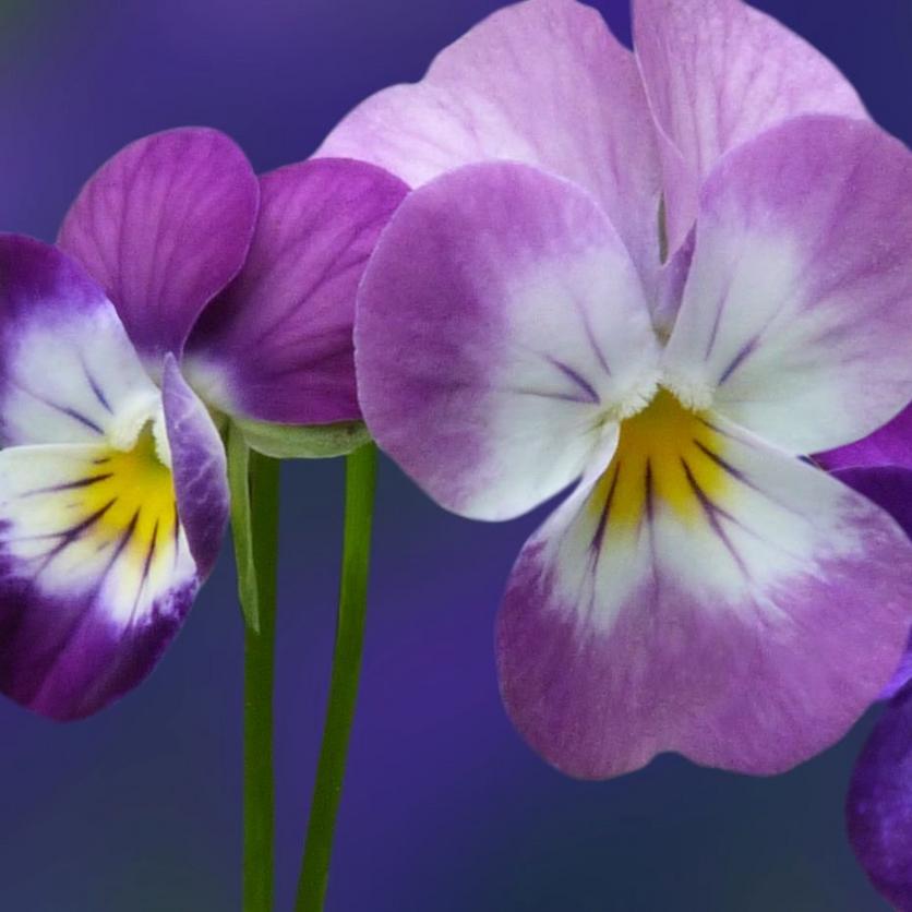 violets-purple-flowers