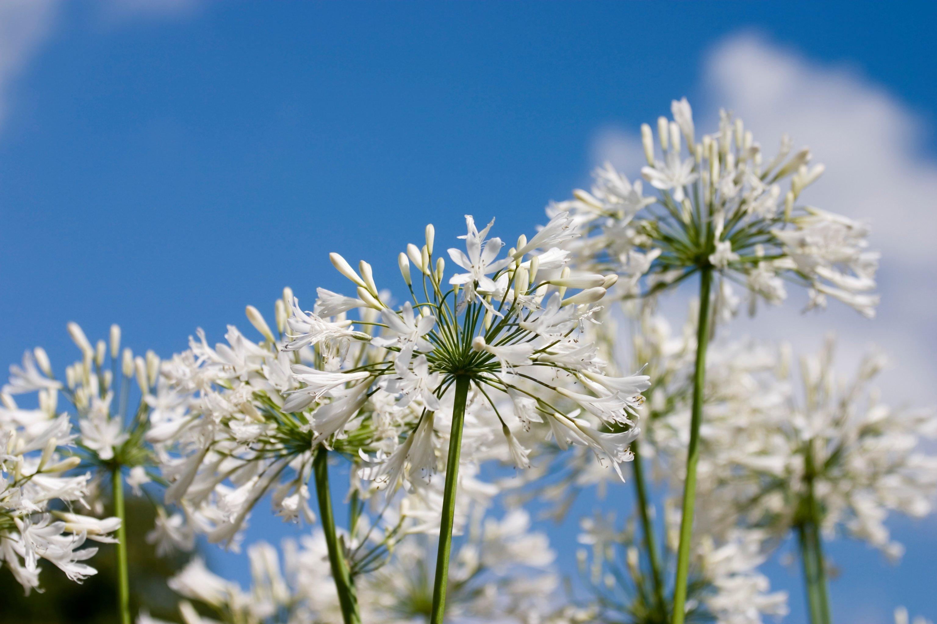 white-agapanthus-flower