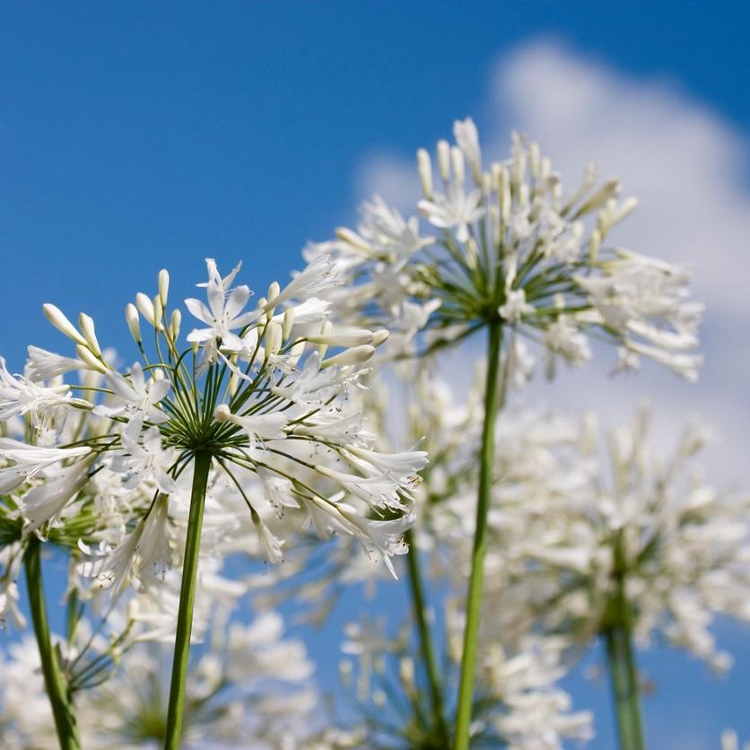 white-agapanthus-flower