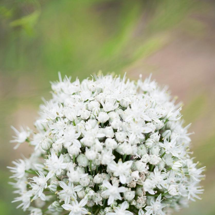 white-allium-flower