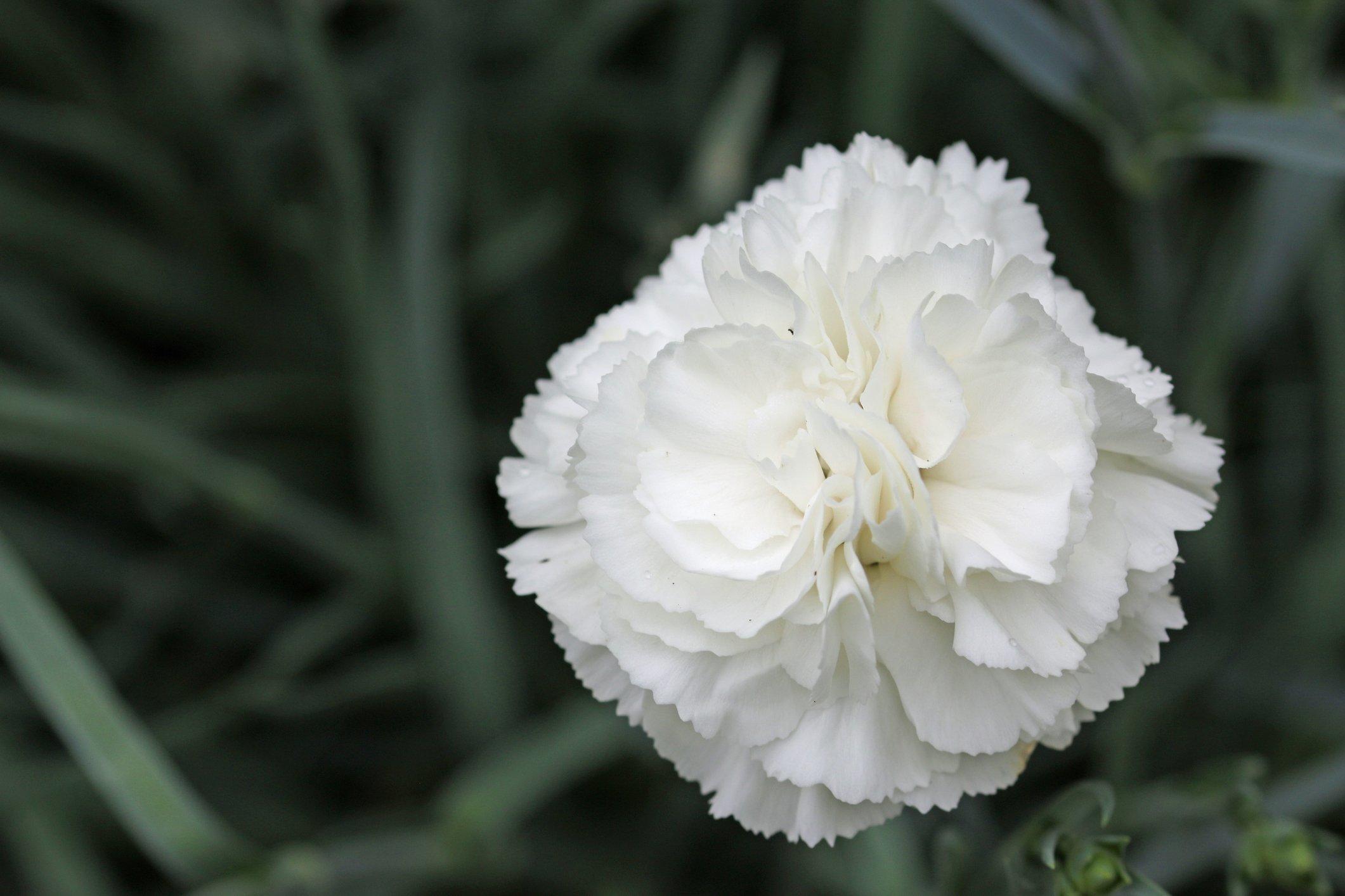 white-carnation