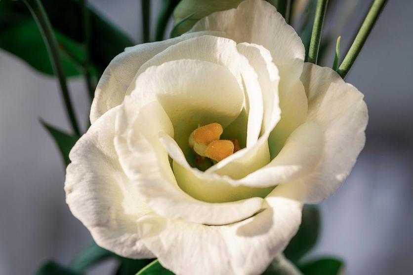 white-flower-lisianthus