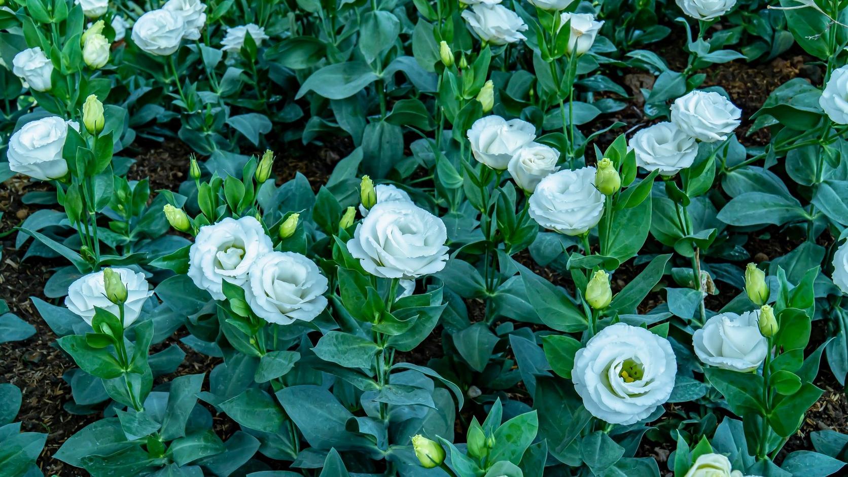 white-lisianthus-flowers