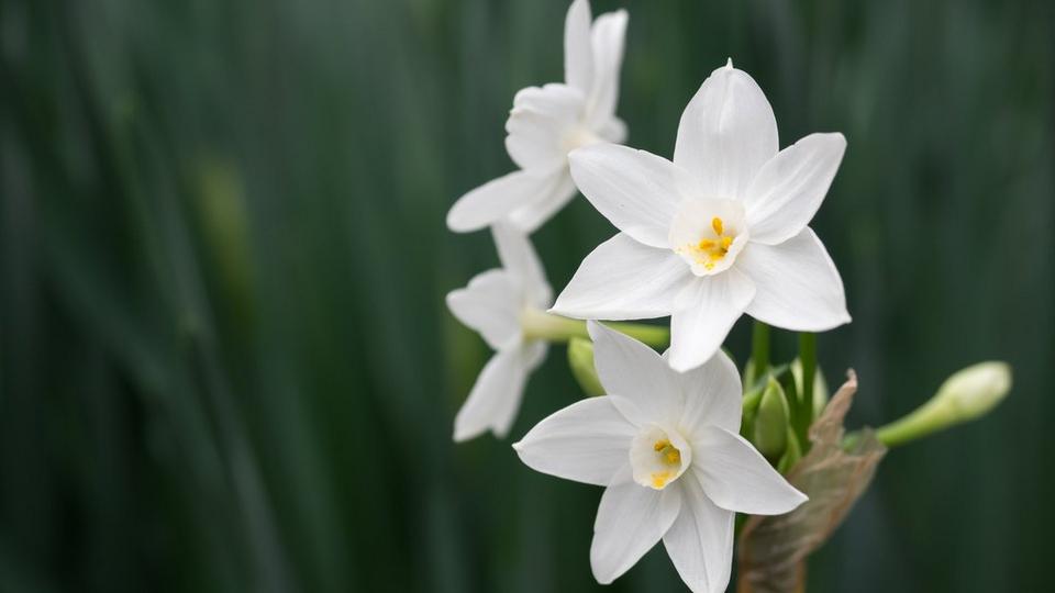 white-narcissi