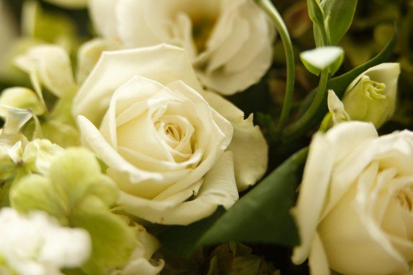 white-rose-focal