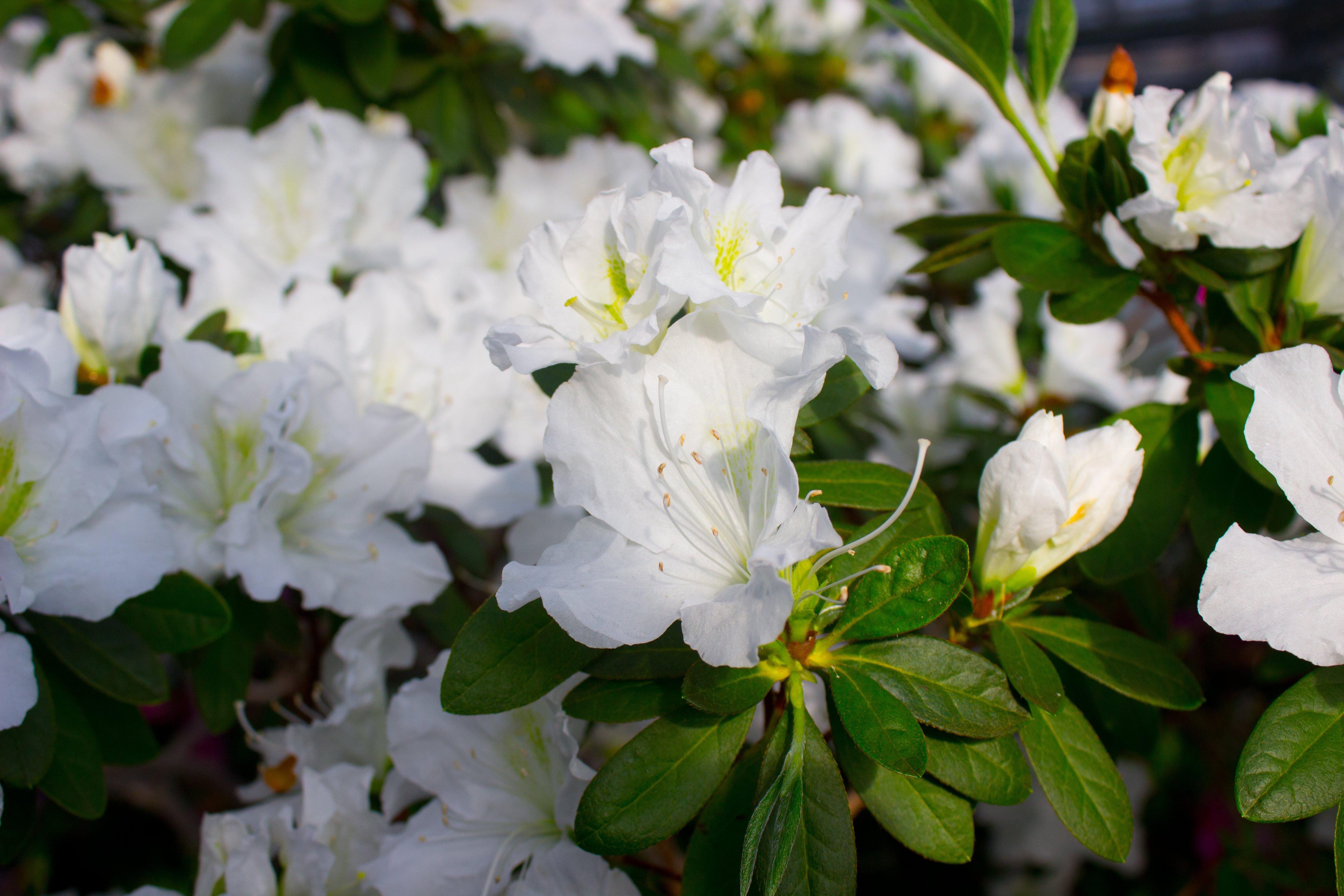 white_azalea