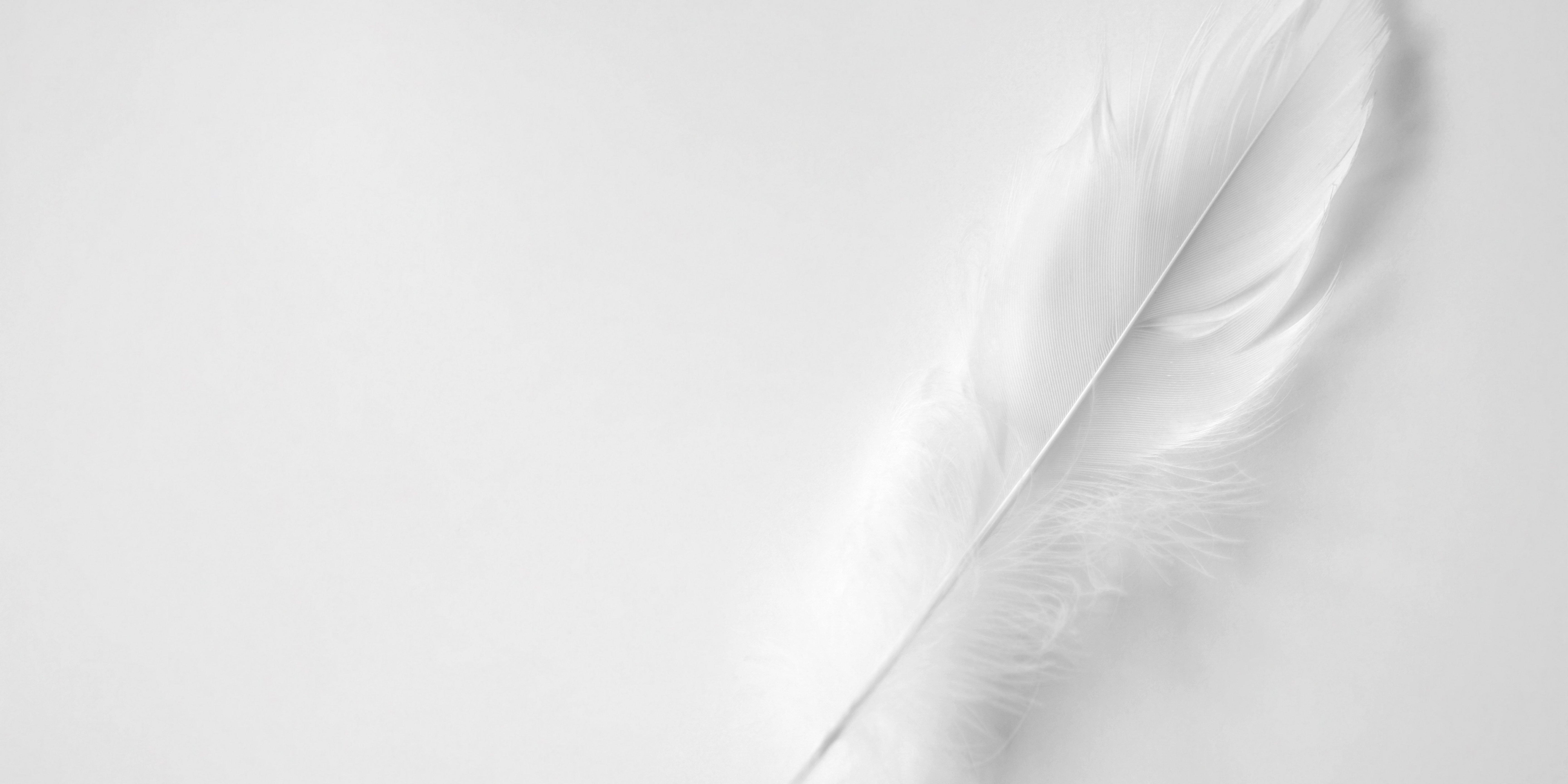 white_feather