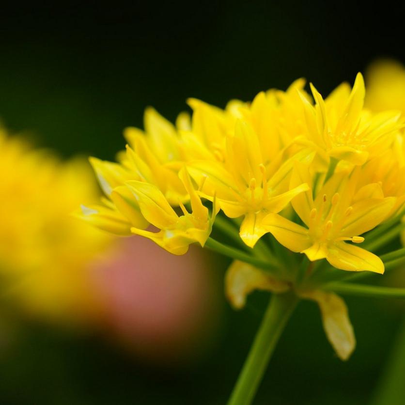yellow-allium-flower