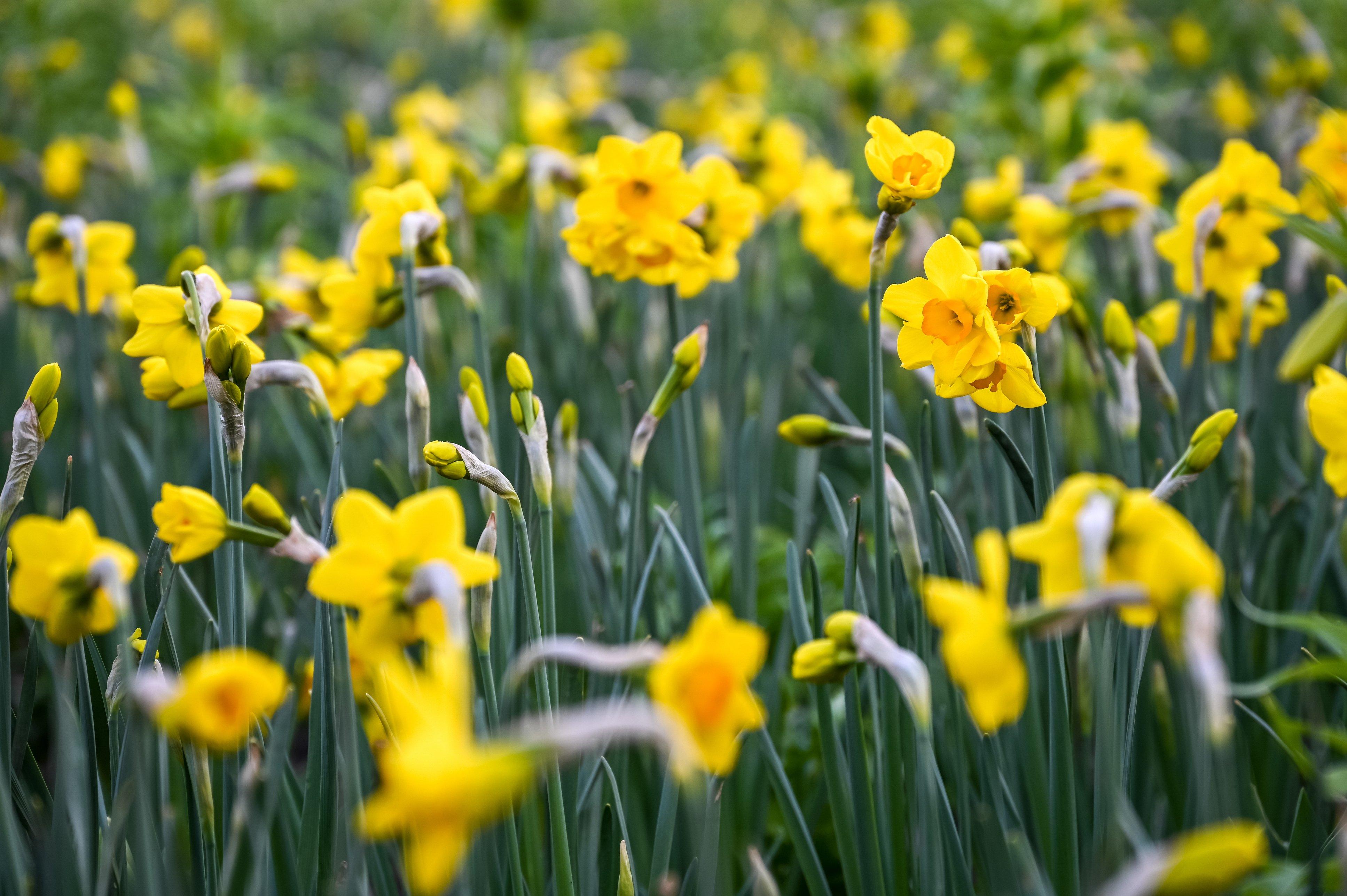 yellow-narcissi-flowers