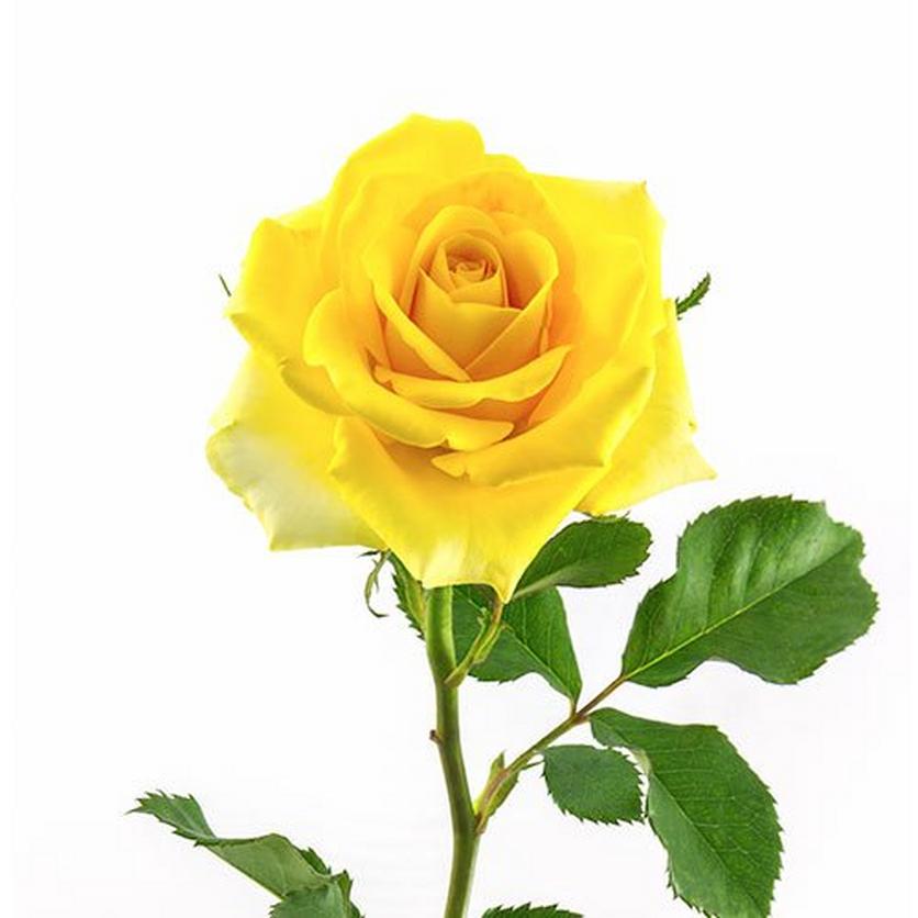 yellow-rose