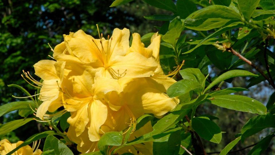 yellow_azalea