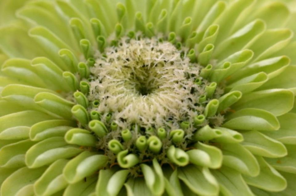 zinnia-green-flower-single